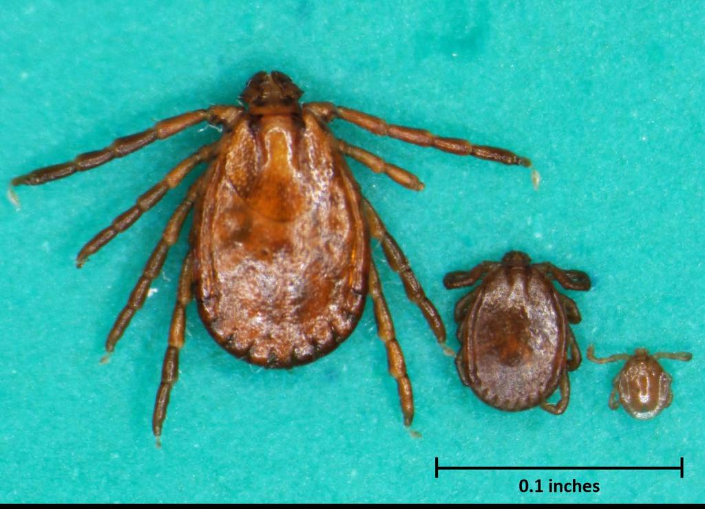 Longhorned Tick Native to eastern Asia and invasive in Australia and New Zealand. Identified by researchers in New Jersey in 2017.