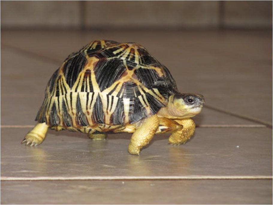 The Silicon Valley Turtle & Tortoise Club Yahoo Groups Page This page is for up to date info about Club activities, Adoptions and Current Events. Sign up Today!
