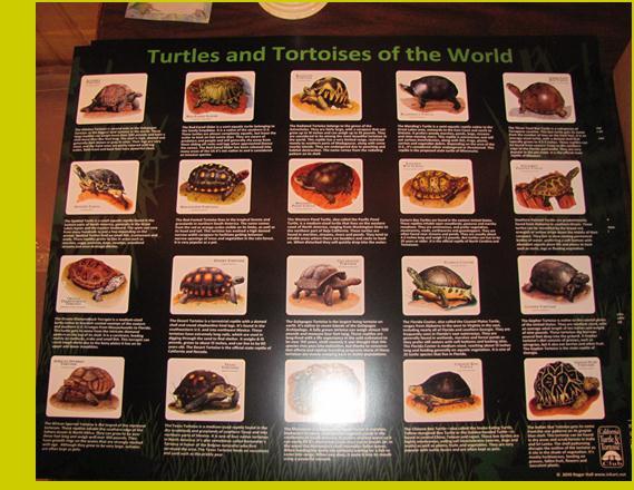 com (408)482-5437 Elongated Tortoise Females Wanted Looking for Adult/Semi Adult Female Elongated Tortoises Contact Kevin Norred Tortoisehome@yahoo.