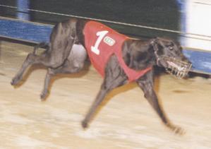 She is from a litter of six from which the four who raced all won and with the exception of Dawn To Pass, 47-5-5-3, the others were all very lightly raced, including her own race record, which shows,