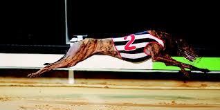 At Stud WORM BURNER December 2013 Oaks Road x Little Looper One of the fastest greyhounds ever to race in this country The undisputed king of Angle Park 75 Starts 45 wins 9 seconds 9 thirds $367,360