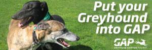 Greyhounds in the home FOSTER A GREYHOUND: There are many greyhounds who need