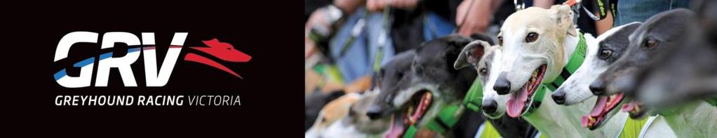 categories Greyhounds who are transitioning from the track and need help to