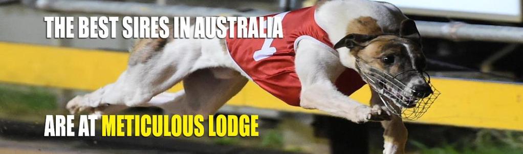 At Stud METICULOUS lodge To purchase Semen, please visit our website www.meticulouslodge.com "Semen Request" located at the top of our page.