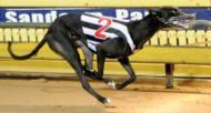7kg Kelsos Fuslieer x Chloe Allen 44 starts 35 wins Prizemoney $1,299 370 THE WORLD S GREATEST GREYHOUND Won 11 Group 1 races Multiple track records $5,500 (incl GST) Frozen only FABREGAS Black dog