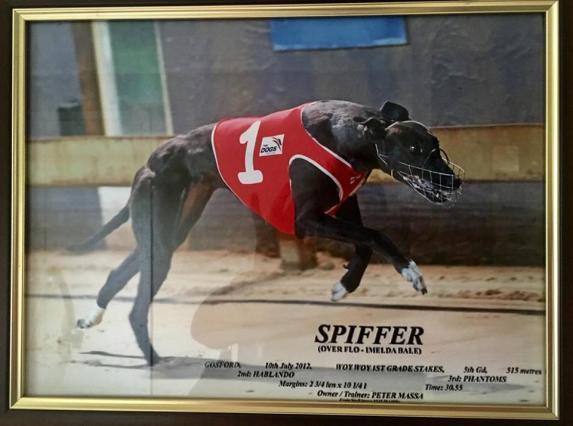 involved with greyhounds in 2007 as a owner and