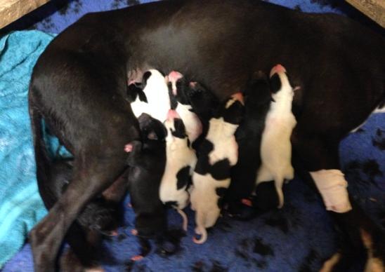 Talking Breeding with Roger Clark Sire/Dam Whelped a litter recently? Why not send us a pic? and tell us about it.
