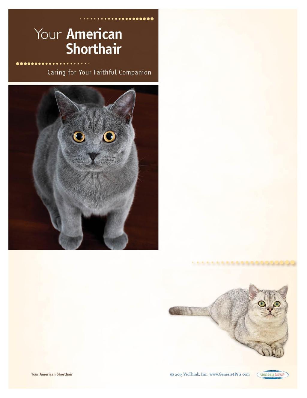 American Shorthairs: What a Unique Breed! Your cat is special! She senses your moods, is curious about your day, and has purred her way into your heart.