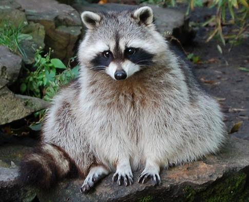 Hair color is gray with orange, brown, and black spots or stripes. The tail has dark rings. The ring-tailed masked bandit lives on open woodland, prairie grasslands, farm land where corn is planted.