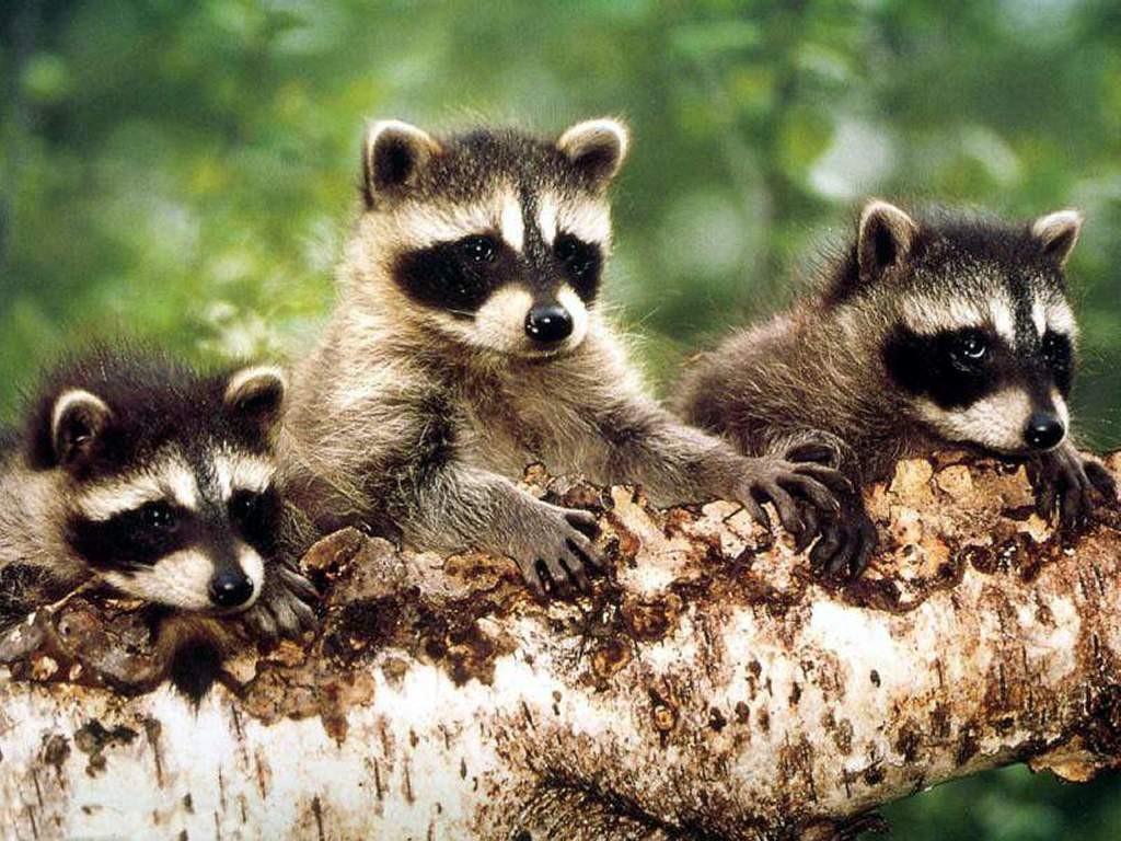 They may share dens with skunks and opossums; but not at the same time. Raccoons are nocturnal, sleeping during the day and hunting for food at night. They have excellent night vision.