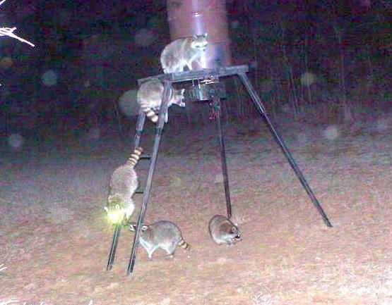 enemies. Disease, parasites and food shortages are other reasons for raccoon deaths. The raccoon is a new world animal.