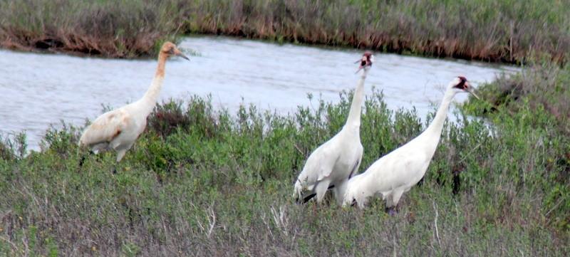 Whooping Cranes and Alligators Oh My! By Paula Engelhardt When we hear this call we hear no mere bird. He is the symbol of our untamable past. Aldo Leopold on Whooping Cranes.