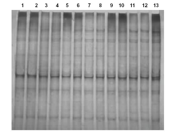 Figure 1. Amplification of the 258 bp fragment of the CD14 gene of buffalo.