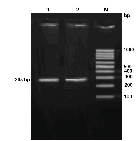 Figure 3. Amplification of the 265 bp fragment of the CD14 gene of buffalo. Lane 1: Amplified product of 265 bp fragment. Lane M: 100 bp DNA ladder. Figure 4.