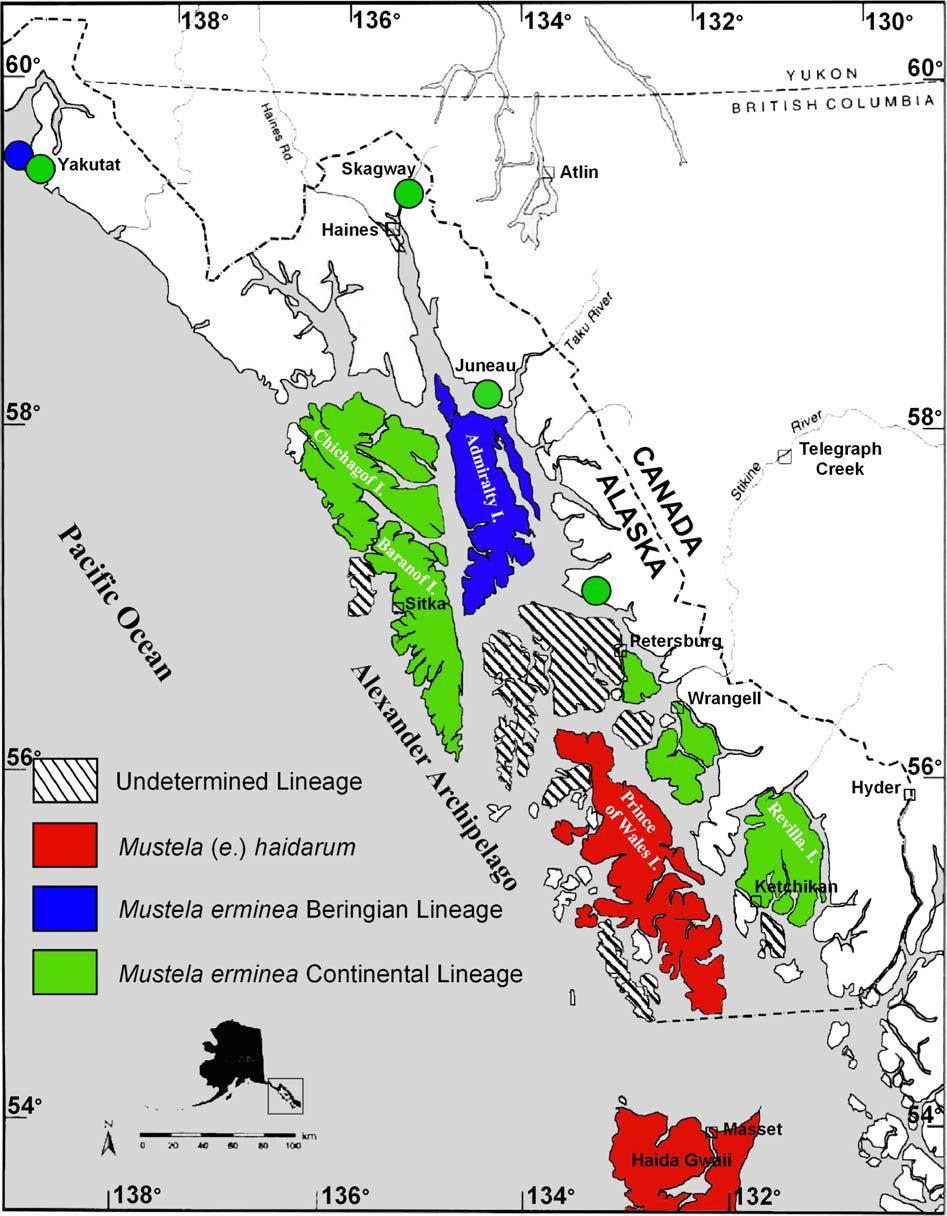 Figure 2. Location of the island clade of Ermine (Mustela erminea) on Haida Gwaii and Prince of Wales Island, shown in red.