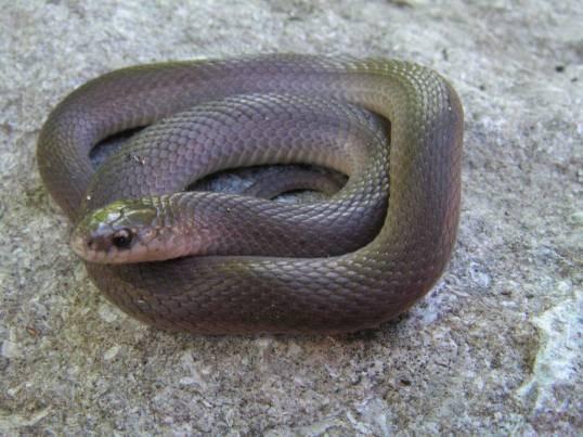 HERP OF THE MONTH Western Earth Snake (Virginia valeriae elegans) By Jim Horton This is one of the smaller snakes that occurs in the south central portion of Indiana and its range continues to the