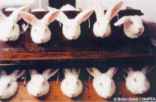 IAAPEA LAUNCH MULTILINGUAL COSMETIC WEBSITE Due to costs, Animal Rights campaigns and new European laws, cosmetic experiments on live animals are now being transferred from animal laboratories in