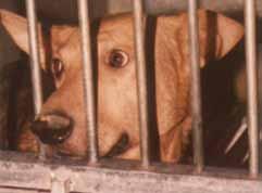 on Animals cares passionately about animals all over the world that are tortured in painful laboratory experiments.