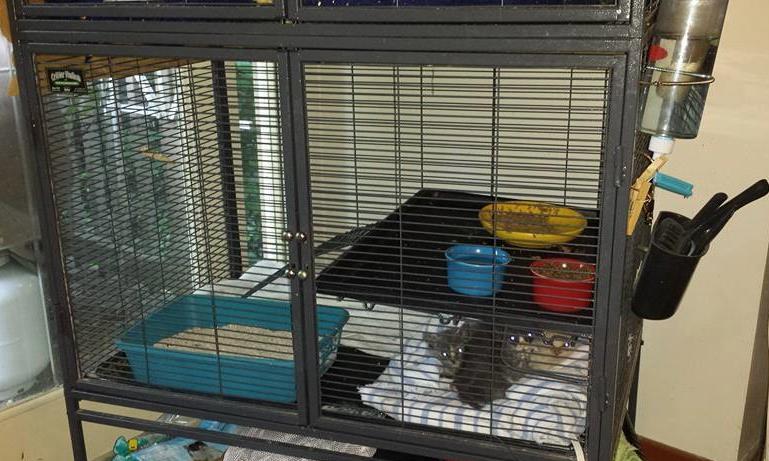 Feeder/Growers setting up house o Start with a clean, safe area that is easy to clean o Spare room o Bathroom o Laundry room o Large dog kennel, ferret cage or kitten condo or pack n play o Consider