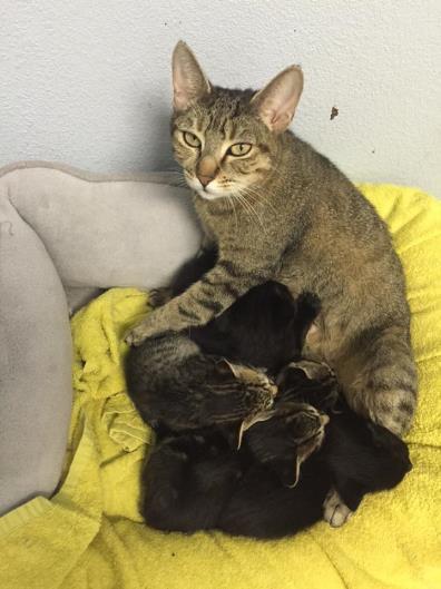 Mom with Babies o Supplies o Kitten food (dry and wet) o Pellet Litter o Nest box o Make sure mom has kitten food and water available at