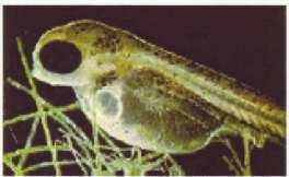 In my fish breeding articles I mention the stages of growth of the fish, they are: Yolk sac larvae, Free-swimming larvae, Juvenile and Adult LARVAL PERIOD - There are two distinct periods in the