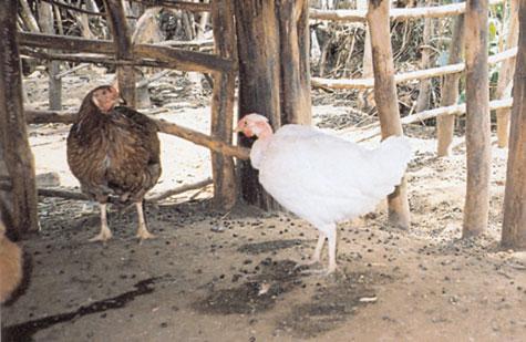 A Mandura chicken with a silky feather morphology prevalent in the population and predominantly characterizing the males.
