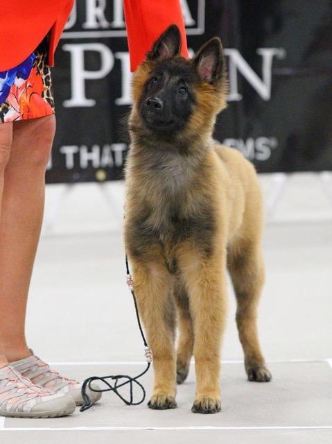A Publication of the Lone Star Belgian Tervuren Club May-June