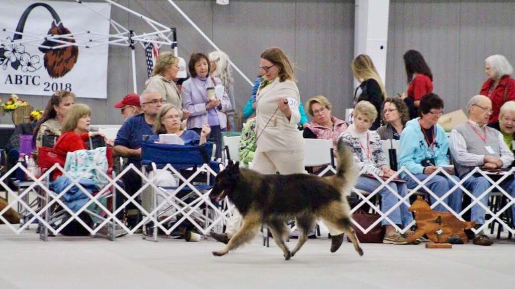 There were 4 concurrent specialties running and lots of dog activities. I think the most amazing moment for me was when we went in the ring for the check in of Best of Breed.
