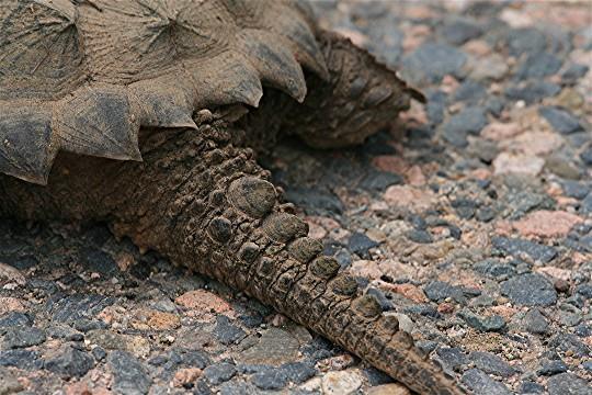Most common snapping turtles enter hibernation by late October. Hibernation usually ends around April, but this varies depending on the location.
