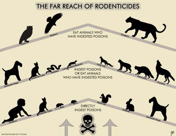 Wildlife are widely poisoned by rodenticides Approximately 75% of wildlife tested had been exposed to one or more rodenticides.