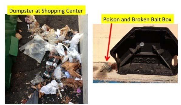 Predators such as hawks, owls, eagles, bobcats, mountain lions, and foxes feed on rodents poisoned by poison bait boxes.