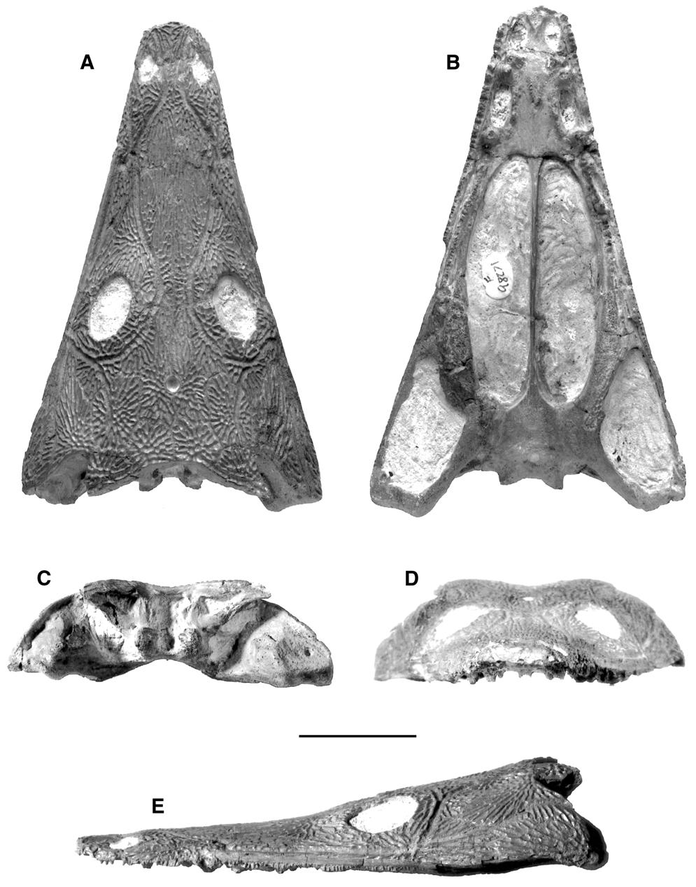 334 Records of the Australian Museum (2003) Vol. 55 Fig. 1.