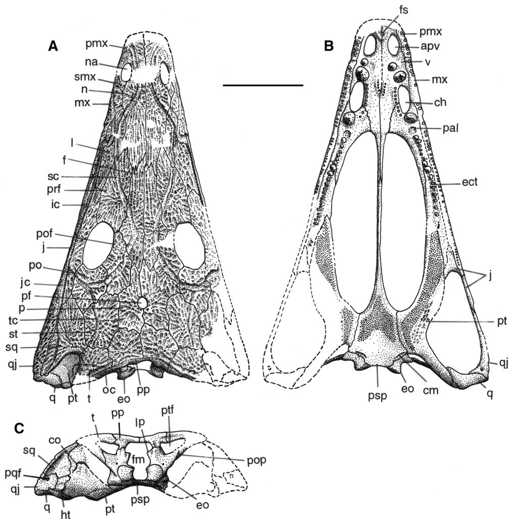 Damiani & Yates: Trematosauroid temnospondyl relationships 335 Fig. 2. Thoosuchus yakovlevi (AM F98271), a basal trematosauroid temnospondyl from the Early Triassic of Russia.