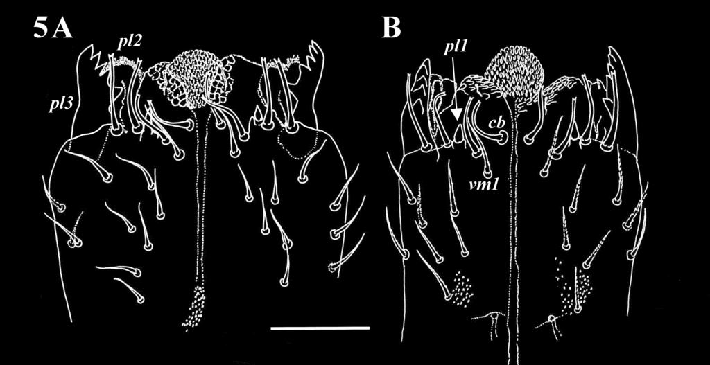 FIGURE 4. Comparative structure of d-sensilla. A. Neocarus belizensis sp. nov.; B. N. siankaanensis Vazquez & Klompen 2002. Scale bar = 25 µm FIGURE 5. Neocarus belizensis sp. nov., subcapitulum. A. Female, holotype; B.