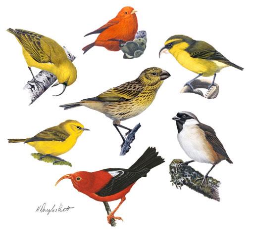Beak Evolution in Birds Structure of Adult
