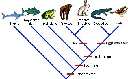 Name Let s Build a Cladogram! Date Introduction: Cladistics is one of the newest trends in the modern classification of organisms.