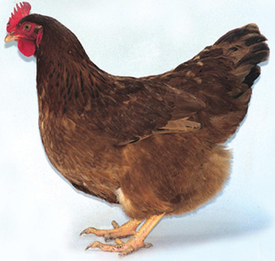 They are a good producer of quality brown eggs, a very quiet and docile bird in the laying pen, and good for the yard.