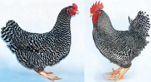 For many years, they were almost extinct, as many poultry growers were carried away with the new crossbreeds.