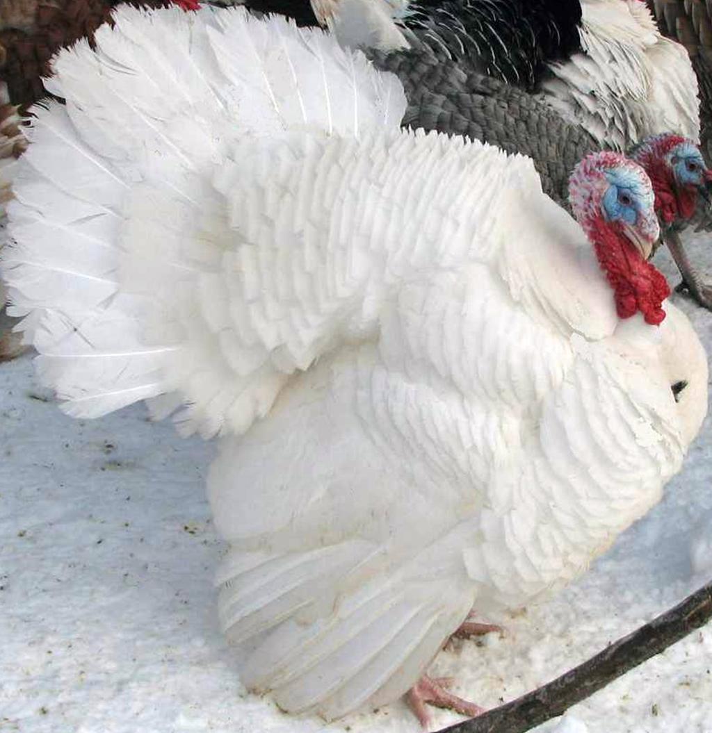 TURKEYS: LARGE WHITE TURKEYS Large White Turkeys are the fastest growing and most feed efficient turkeys.