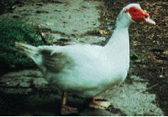 The new hybrid Muscovy ducklings look like the original Muscovy, but they eat somewhat more per bird per day, and grow more rapidly.