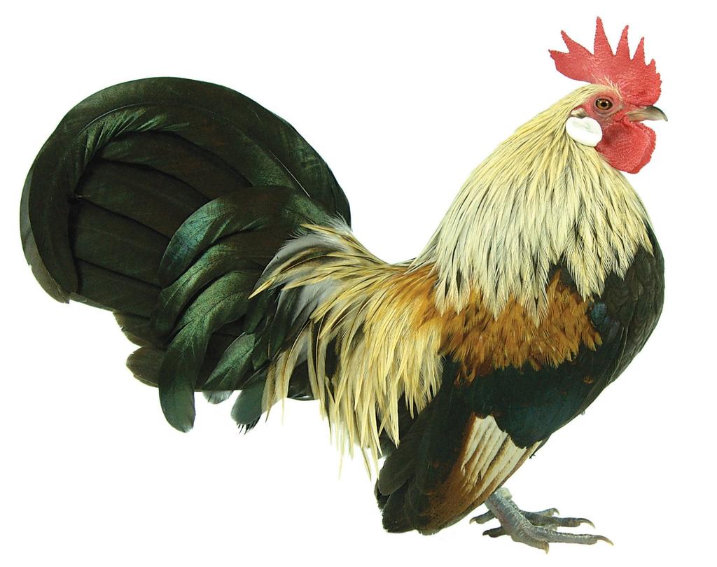 AvGen Poultry Suppliers of Imported Rare & Utility Breeds of Poultry Importers o f r a r e br eeds i n 2014, 2015