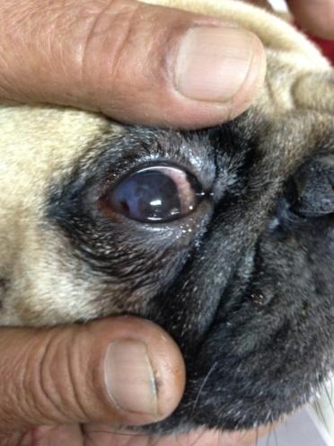 Fig.1 Keratoconjunctivitis in pug Fig.2 Eye cataract in Labrador Age wise distribution of ocular affections showed majority of opthalmic affections in younger age group i.e. 0-3yrs age group (51.7%).