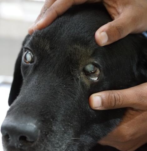 , (2013) both reported increased incidence of eye cases in dogs more than 5 years of age.