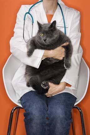 How to Increase Feline Patient Visits Show clients the value of wellness exams and preventive care for their feline friends. By Wendy S.