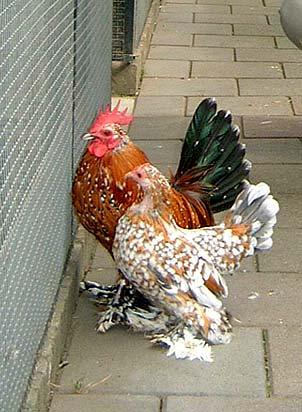 His first Booted bantams were purchased from Henk Strijland and Henk Soërt, both founders of the Booted Bantam Breeders Club.