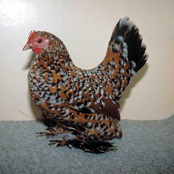 millefleur varieties, mottle varieties, partridge varieties, cuckoo (barred), columbian and self coloured. The Booted Bantam also comes in a bearded variety. Above: Prize winning millefleur pullet.