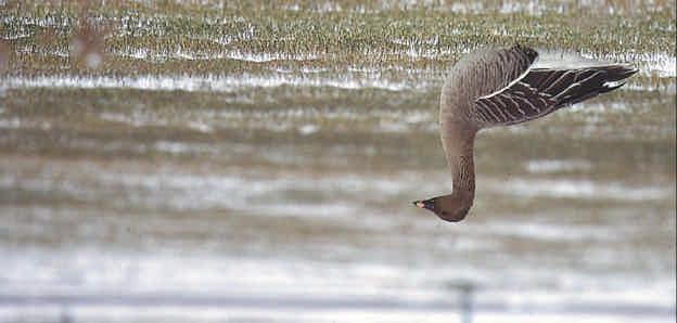 15 Bean Goose a Yukon first at Whitehorse By Cameron D.