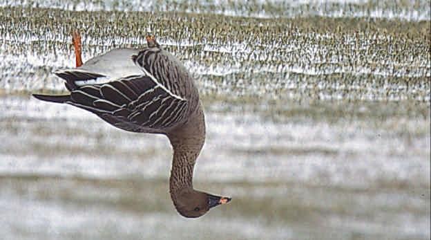 16 tertials. A line of white feathering showed between the wings and body as it tucked its wing into its body feathers. In flight it appeared very similar to a White-fronted Goose.