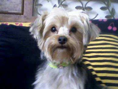 Kidney Failure "A Miracle" Our 2 yr old Yorkie, Charlie suddenly became ill July 2009.