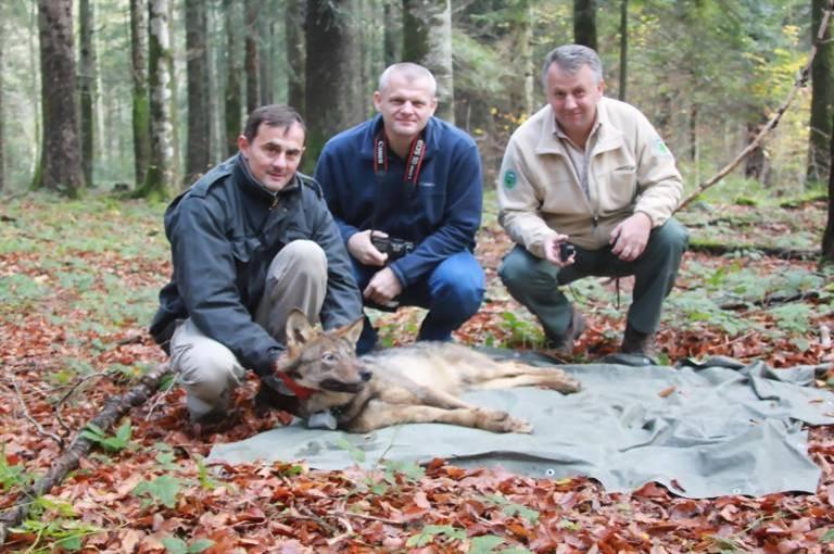 Photo shows (next to wolf): Josip Kusak (FVM), Anđelko Novosel and Nikola Magdić (Public Institute of Plitvice Lakes National Park) (Photo: J. Kusak, 2014